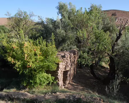 DSC_0310 A coté des oliviers et des amandiers, des grenadiers.