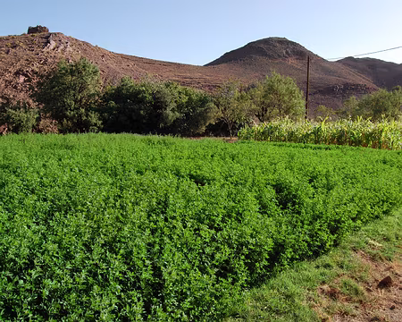 DSC_0311 Une parcelle de luzerne pour le bétail.