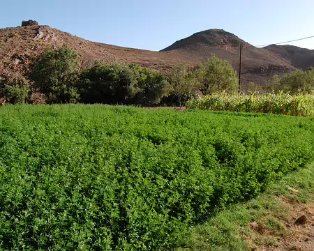 DSC_0311 Une parcelle de luzerne pour le bétail.