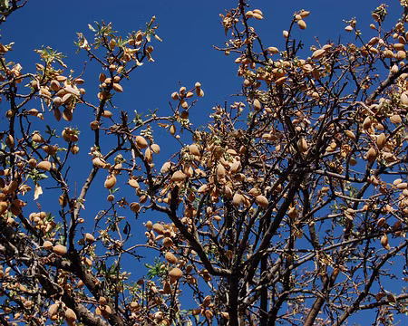 DSC_0313 Les amandes non récoltées d'un amandier.