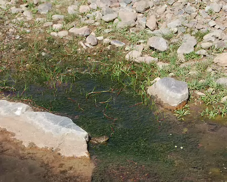 DSC_0328 Une grenouille qui en profite.