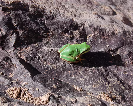 DSC_0331 Ho, la belle verte !