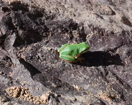 DSC_0331 Ho, la belle verte !