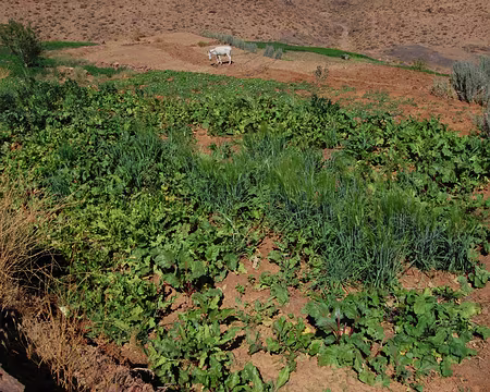 DSC_0335 Sur le plateau au dessus des gorges de l’oued, une petite oasis avec navets, orge et autres cultures apparait : une source au milieu du désert et ça pousse, à...