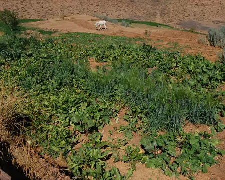 DSC_0335 Sur le plateau au dessus des gorges de l’oued, une petite oasis avec navets, orge et autres cultures apparait : une source au milieu du désert et ça pousse, à...