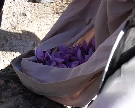 DSC_0711 Un habitant nous présente sa récolte de fleur de safran.