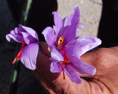 DSC_0712 La fleur de safran ressemble à un crocus, avec généralement 3 pistils, plus rarement 4.