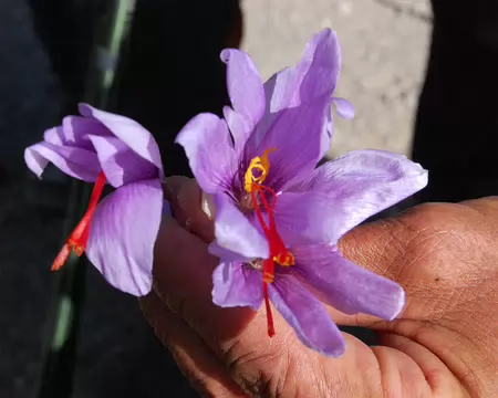 DSC_0712 La fleur de safran ressemble à un crocus, avec généralement 3 pistils, plus rarement 4.