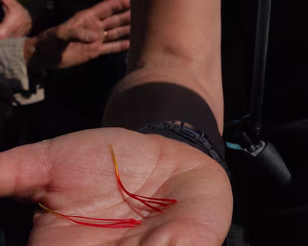 DSC_0713 Seul les pistils sont recueillis, pour être ensuite séchés sur des draps.