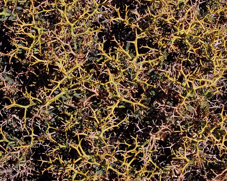 DSC_0727 Détail d'autres buissons, pas très accueillant non plus.