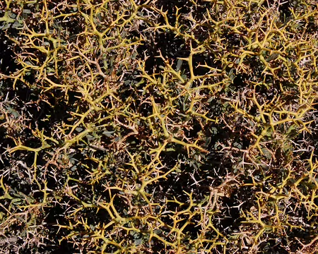 DSC_0727 Détail d'autres buissons, pas très accueillant non plus.