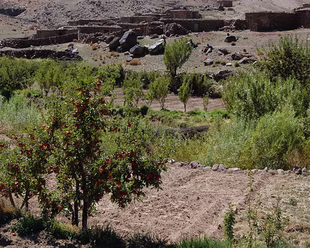 DSC_0731 Mais là où il y a de l'eau, ça pousse, ça muri.