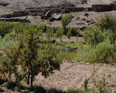 DSC_0731 Mais là où il y a de l'eau, ça pousse, ça muri.