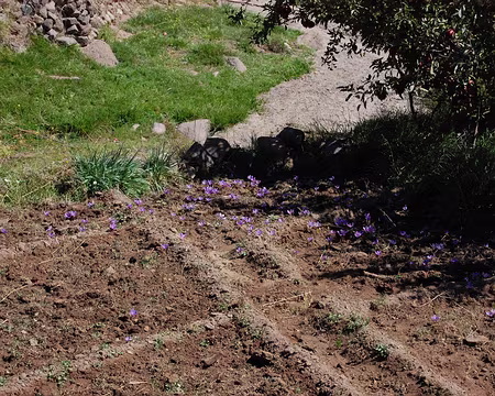 DSC_0733 A Tissouitine aussi, les fleurs de safran sortent de terre.