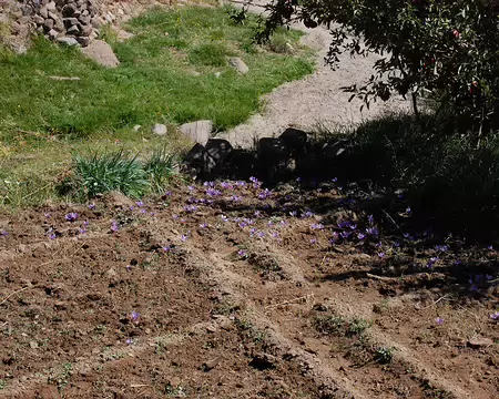 DSC_0733 A Tissouitine aussi, les fleurs de safran sortent de terre.