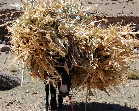 DSC_0734 C'est quoi ces dreadlocks qu'ils m'ont mis là ?