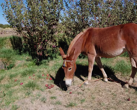 DSC_0741 Belle mule goutant son dessert de pommes.