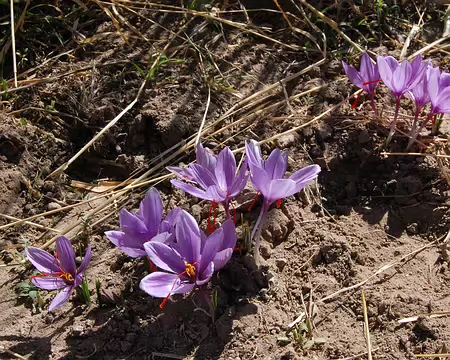 DSC_0745 Prêtes à cueillir !