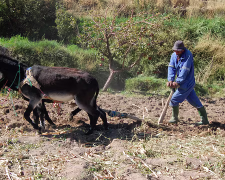 DSC_0747 ... n'a pas grand chose à voir avec celle, appliquée et concentrée, du laboureur local !