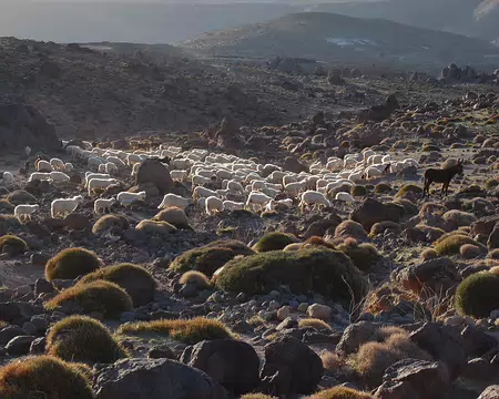 DSC_0761 En route vers les pâtures encore fraiches. Les chiens qui accompagnent les bergers ne savent pas guider les troupeaux. Leur rôle est de faire peur aux chacals...