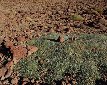 DSC_0764 Petit tapis d'herbes rases vert pétrole, jamais très étendus.
