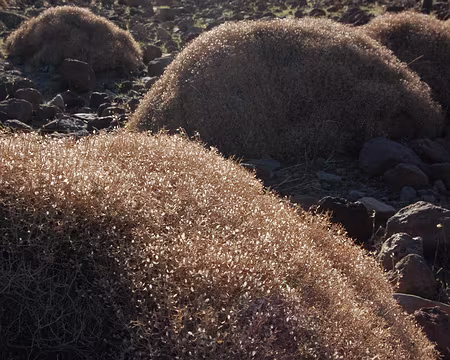 DSC_0765 Le soleil rase les petits fruits de ces buissons.