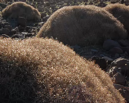 DSC_0765 Le soleil rase les petits fruits de ces buissons.