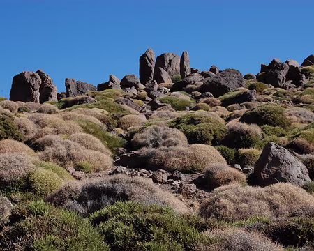 DSC_0766 Boules végétales et roches verticales se côtoient.