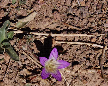 DSC_0782 Une des rares espèces de fleurs sauvages rencontrées.