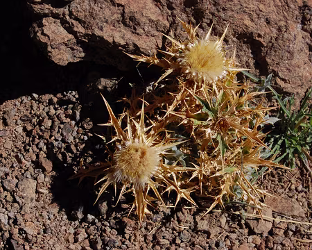 DSC_0784 Celle là, on la voit aussi dans les Pyrénnées !