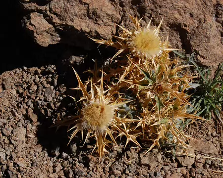 DSC_0784 Celle là, on la voit aussi dans les Pyrénnées !
