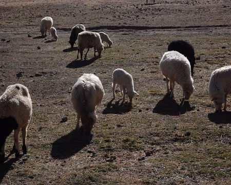 DSC_0803 ... tout prêt des moutons (et de leurs bergères qui se cachent).