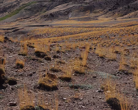 DSC_0813 Ces herbes ont-elles échappé aux moutons ? Peut-être ne sont-elles pas à leur goût.