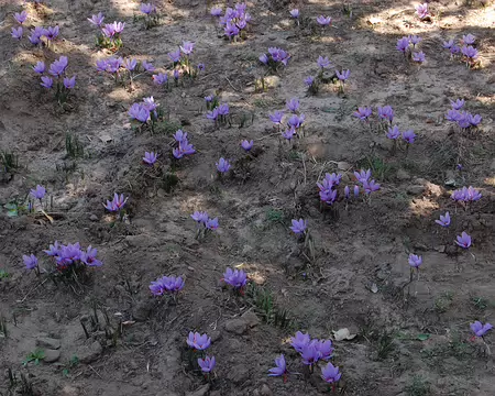 DSC_0817 Le terrain doit être propice au safran dans cette parcelle.