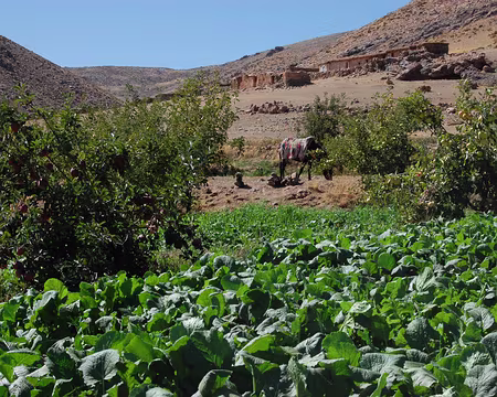 DSC_0818 Pommiers et navets dans une large oasis.
