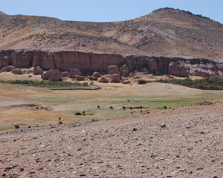 DSC_0819 Arrivée par le nord à la falaise de Tamanart, avec les premières vaches de notre randonnée.