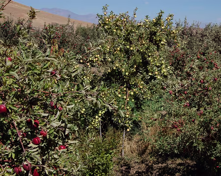 DSC_0823 Les cultivateurs du verger de Taouyalte nous offriront un seau rempli de ces superbes pommes.