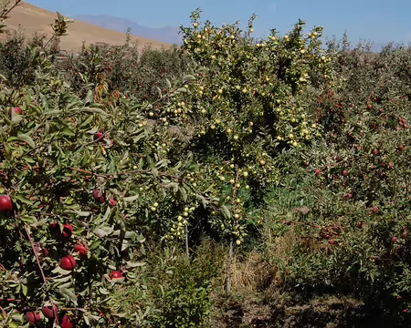 DSC_0823 Les cultivateurs du verger de Taouyalte nous offriront un seau rempli de ces superbes pommes.