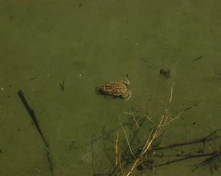 DSC_0827 Un crapaud au fond de la réserve d'eau du verger.