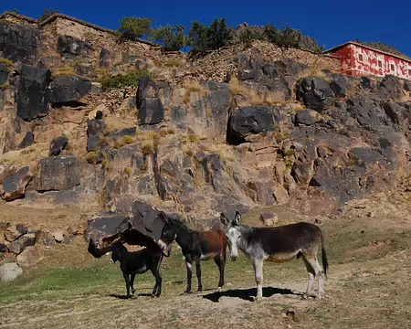 DSC_0836 En repartant vers le sud, des mules au repos, accompagné d'un jeune dont la vie au champ est toute tracée.