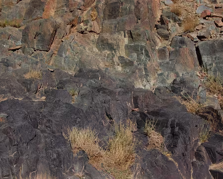 DSC_0844 Du violet, du vert, du brun ...