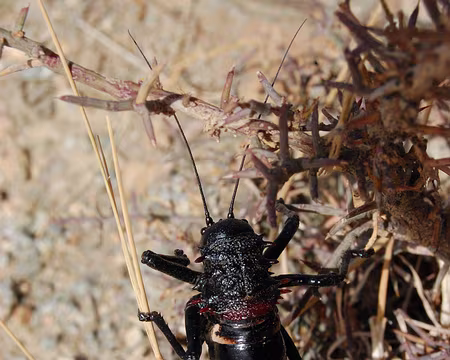 DSC_0848 5 à 6 cm sans les antennes, pas d'élytre : ce beau petit monstre n'est pas un grillon et il est 3 fois plus gros.