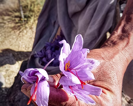 20251007_100131-01 Safran. Début des récoltes dans le Siroua.