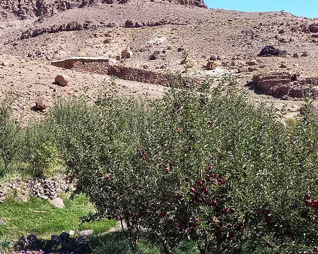 20251007_123956-01 Tissouitine : sous les pommiers, le safran.