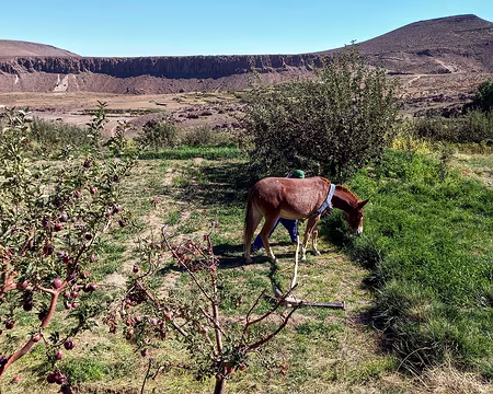 20251007_153312-01 Cheval paré pour le travail avec l'araire.