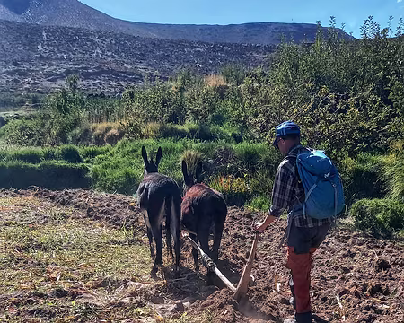 20251007_153642-01 Ici on retourne la terre à l'araire pour l'assolement biennal. Démonstration d'Ahmed, notre guide.
