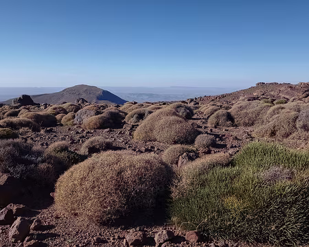 20251008_092523-01 Steppe à xérophytes épineux en coussinets.