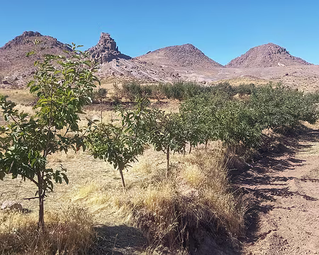 20251010_110422-01 Jeunes pommiers. Vue arrière sur l'Afachtal.