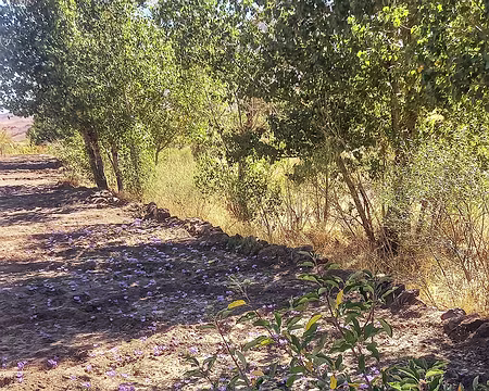 20251010_111717-01 Pause à l'ombre parmi les cultures.