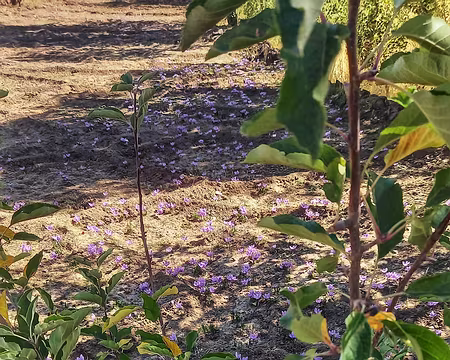 20251010_111732-01 Pommes et safran.